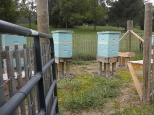 Hives prepped for harvesting.