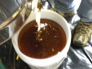Honey flowing into bucket.