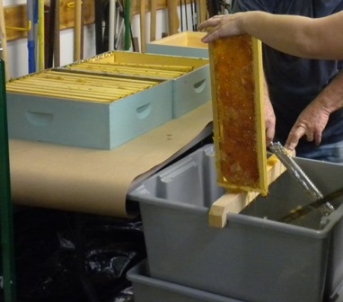De-capping honey frames using a cold knife.