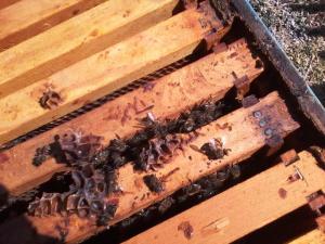 Honey bees dead on top of hive